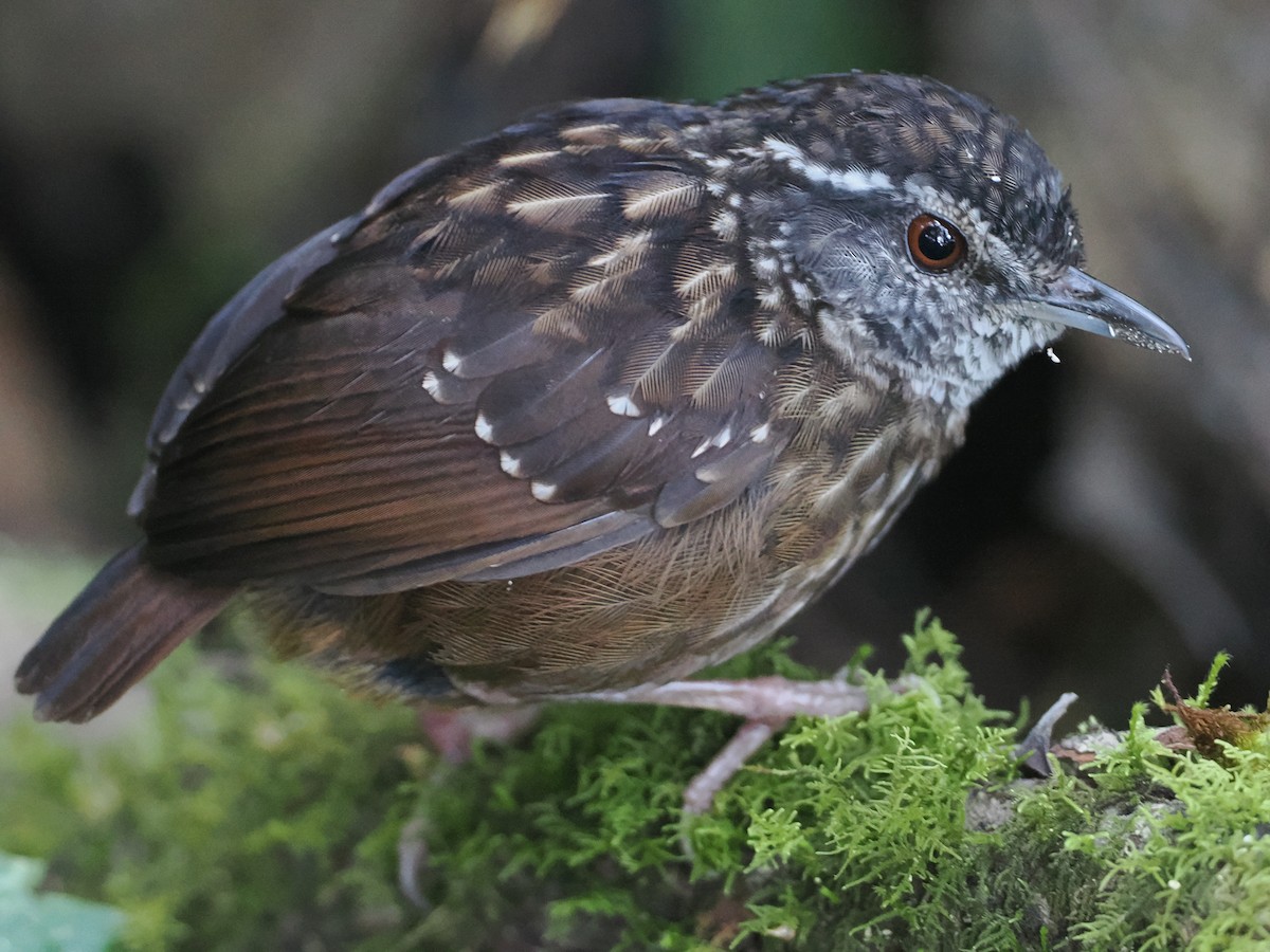 Eyebrowed Wren-Babbler - ML622230407