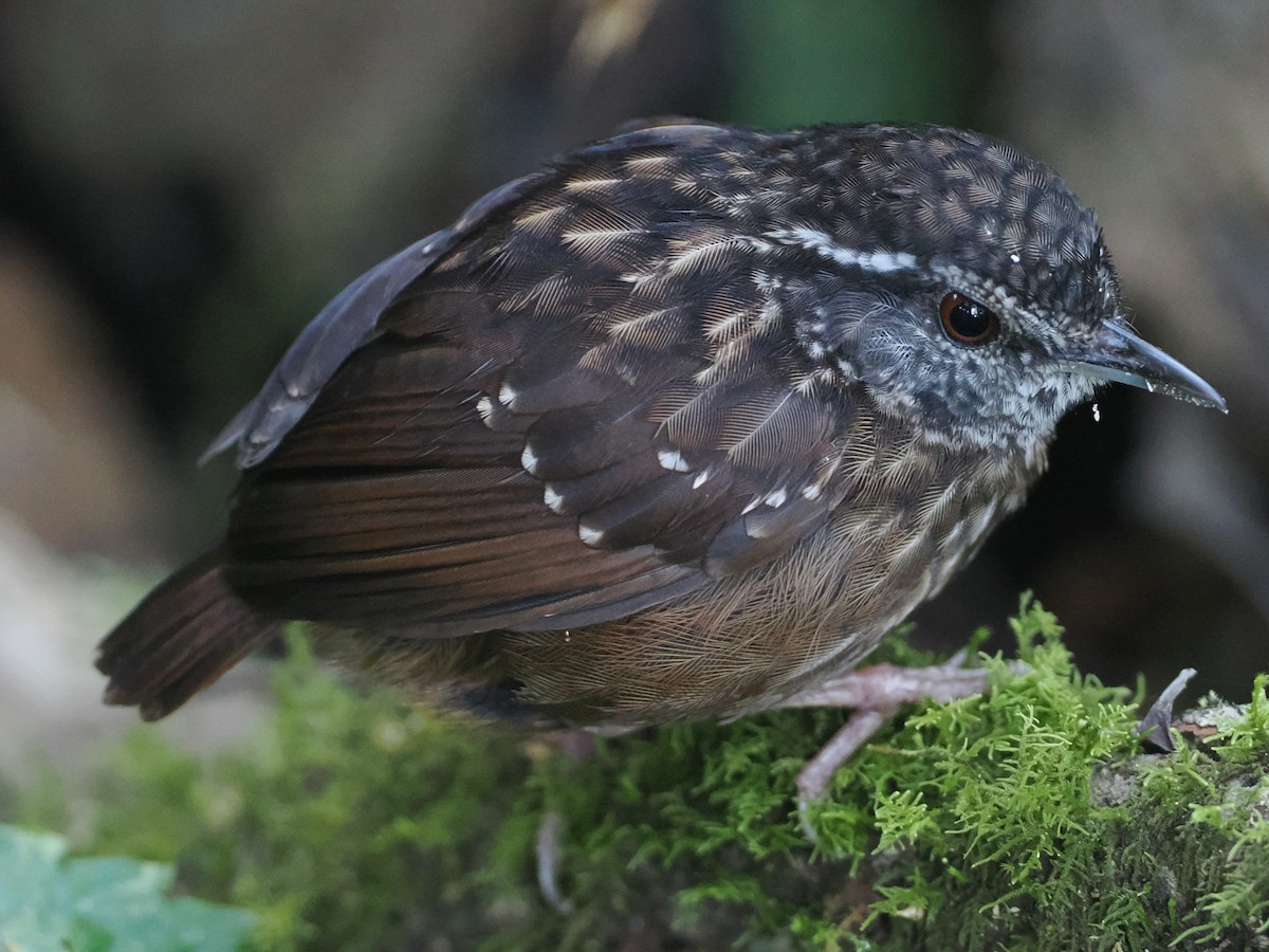 Eyebrowed Wren-Babbler - ML622230414