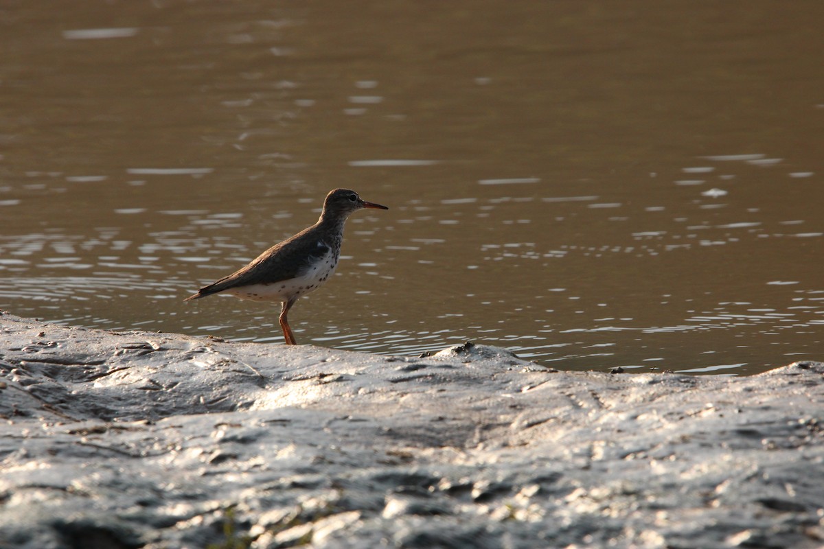 Spotted Sandpiper - ML622230428