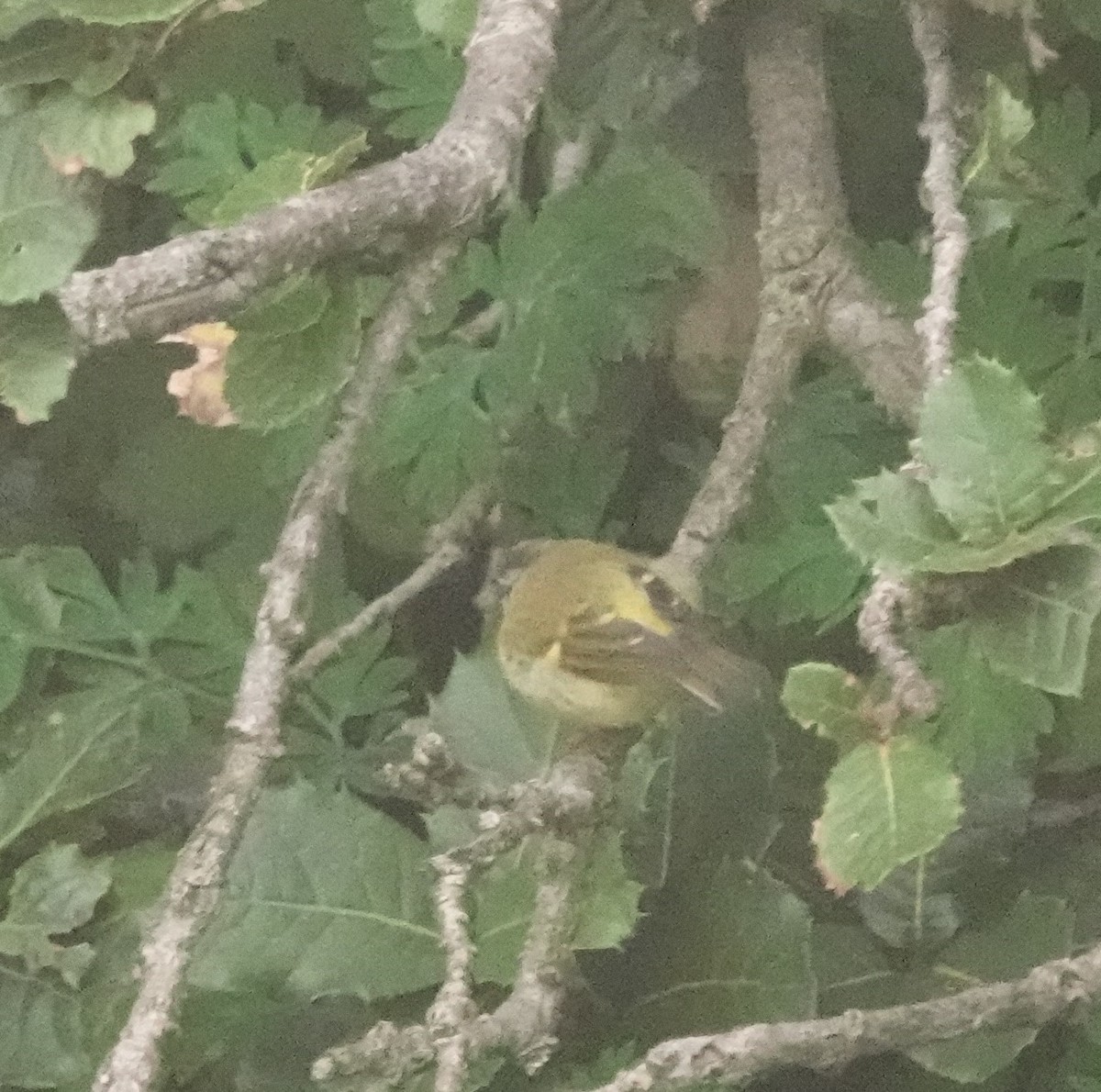 Lemon-rumped Warbler - ML622230437