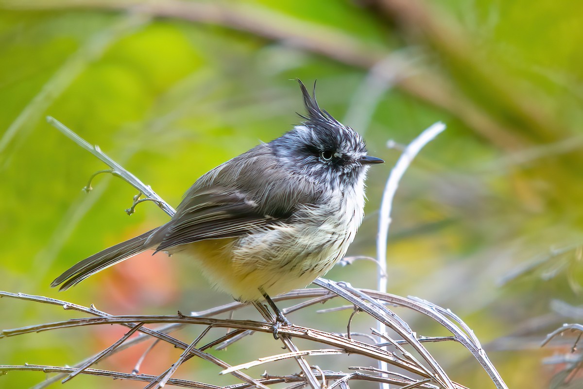 Tufted Tit-Tyrant - Jaap Velden