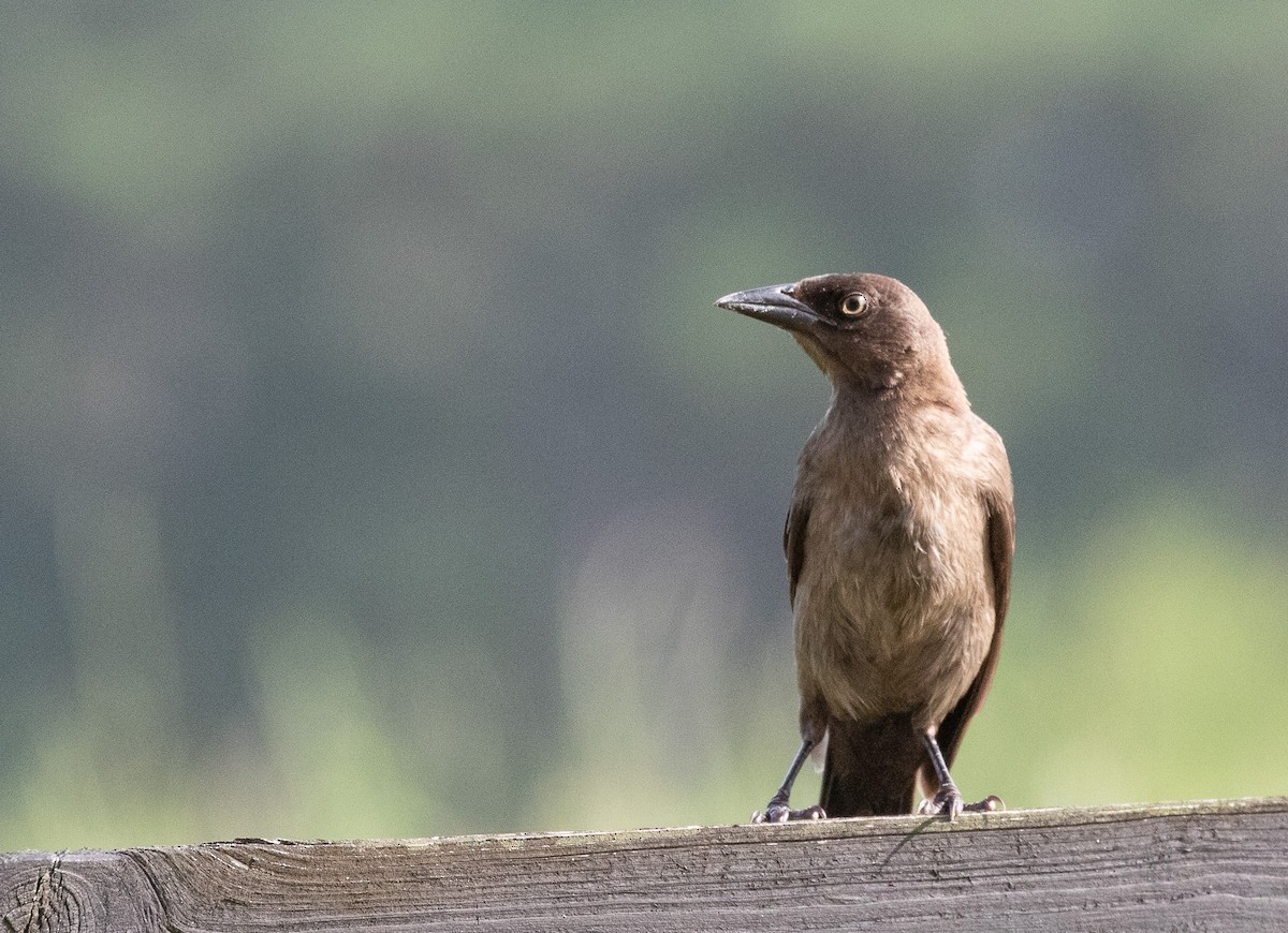 Common Grackle - ML622230528