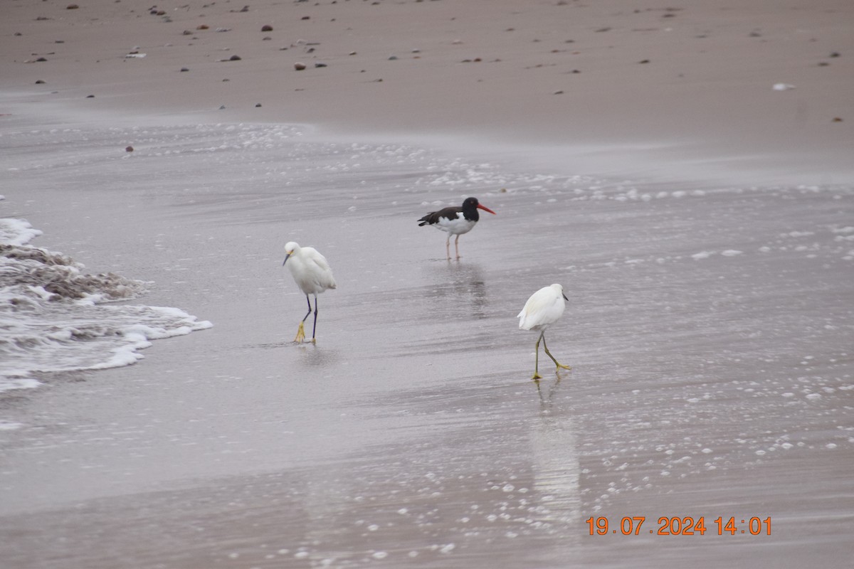 American Oystercatcher - Reynaldo Valdivia Reyes