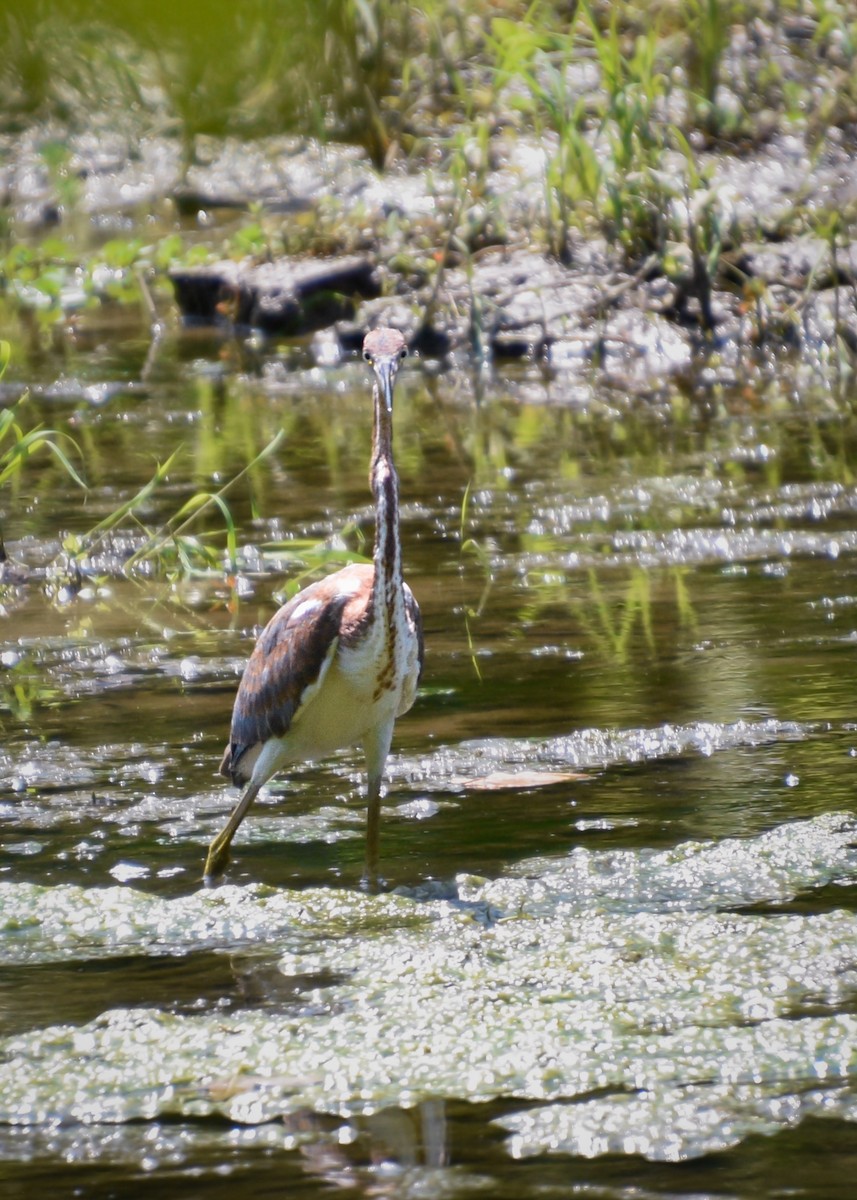 Tricolored Heron - Austin Young