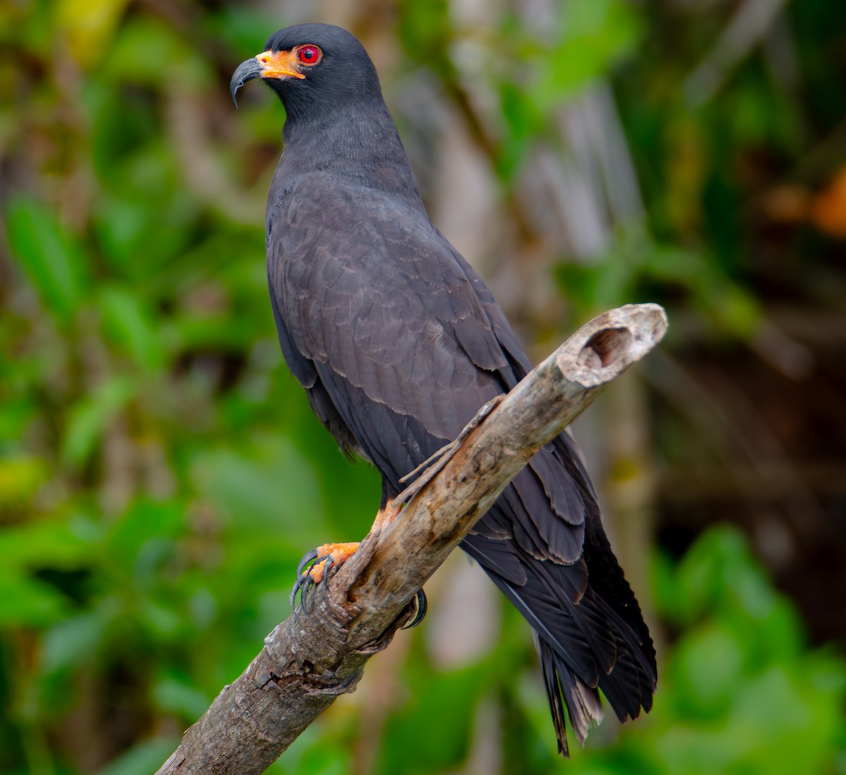 Snail Kite - ML622230649
