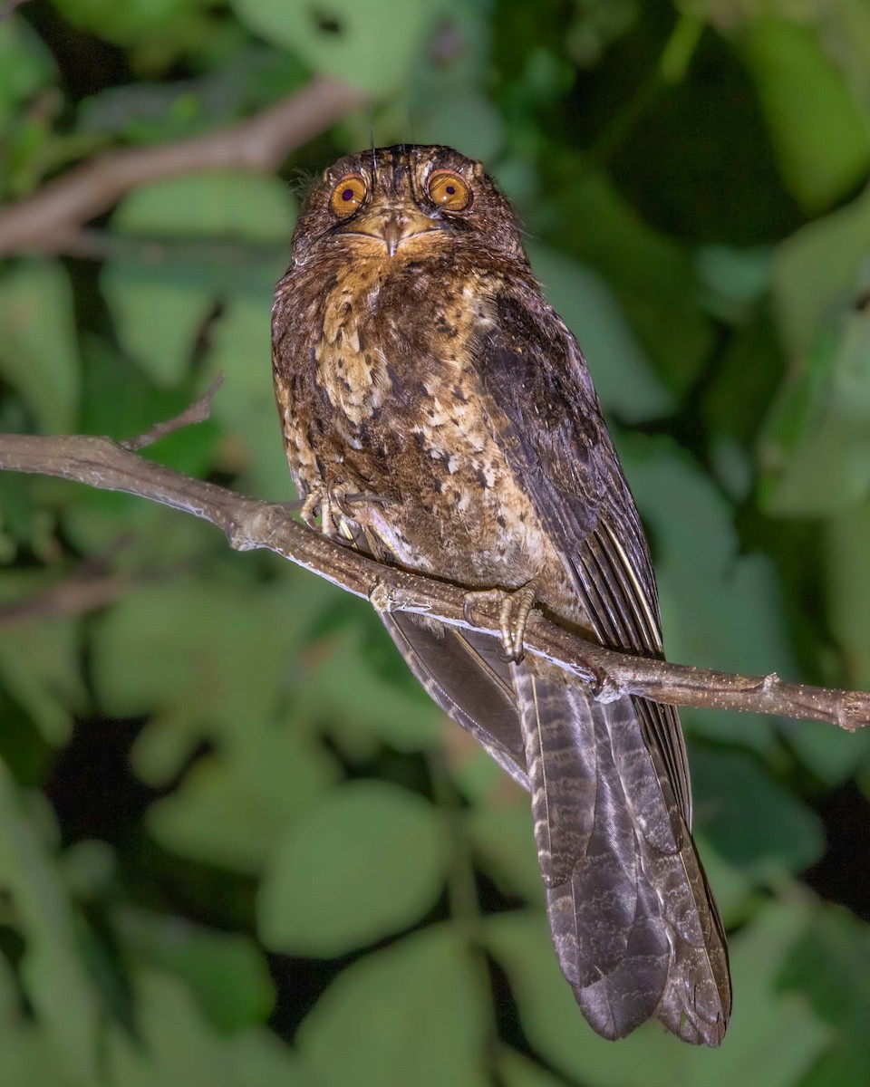 Moluccan Owlet-nightjar - ML622230666