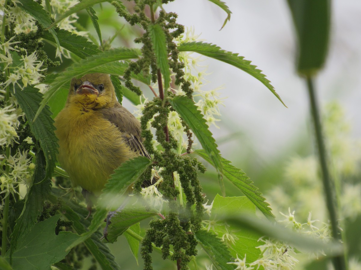 Orchard Oriole - ML622230723