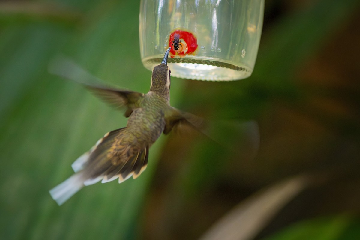 Dusky-throated Hermit - ML622230740