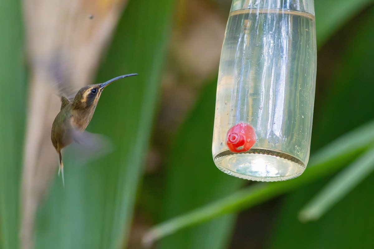 Dusky-throated Hermit - ML622230741