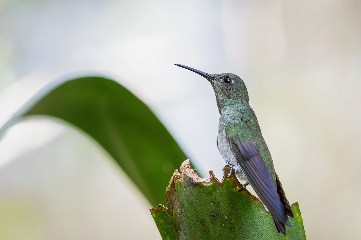 Sombre Hummingbird - Gabriel Bonfa