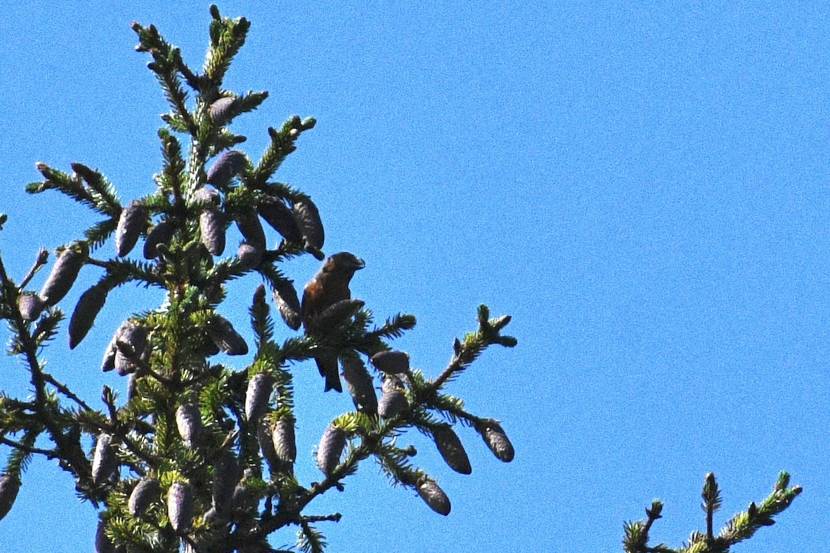 Parrot Crossbill - ML622230766