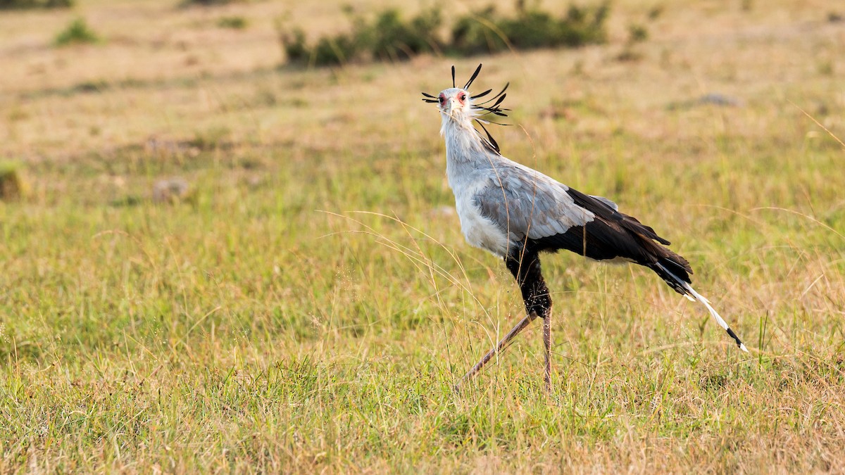 Secretarybird - praveen Rao koli