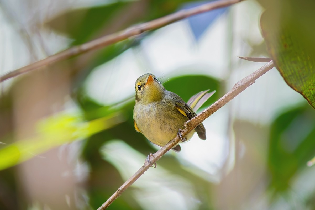 Oustalet's Tyrannulet - ML622230822