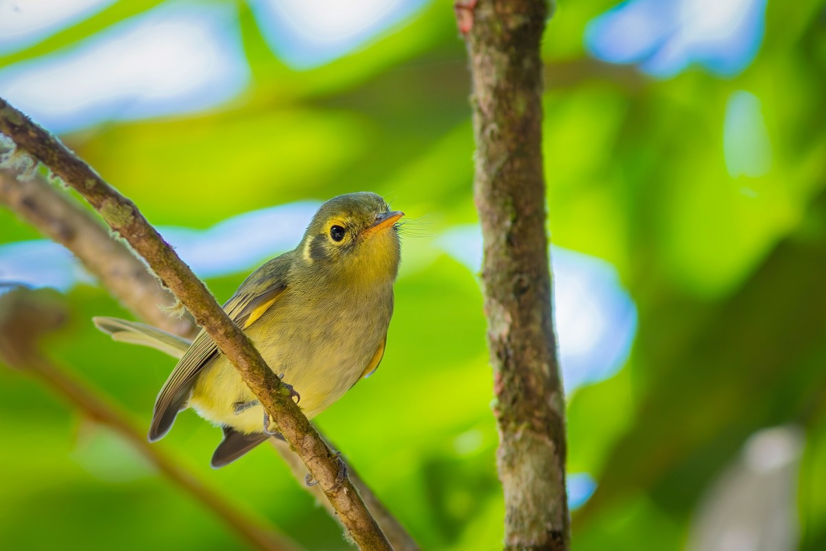 Oustalet's Tyrannulet - ML622230823