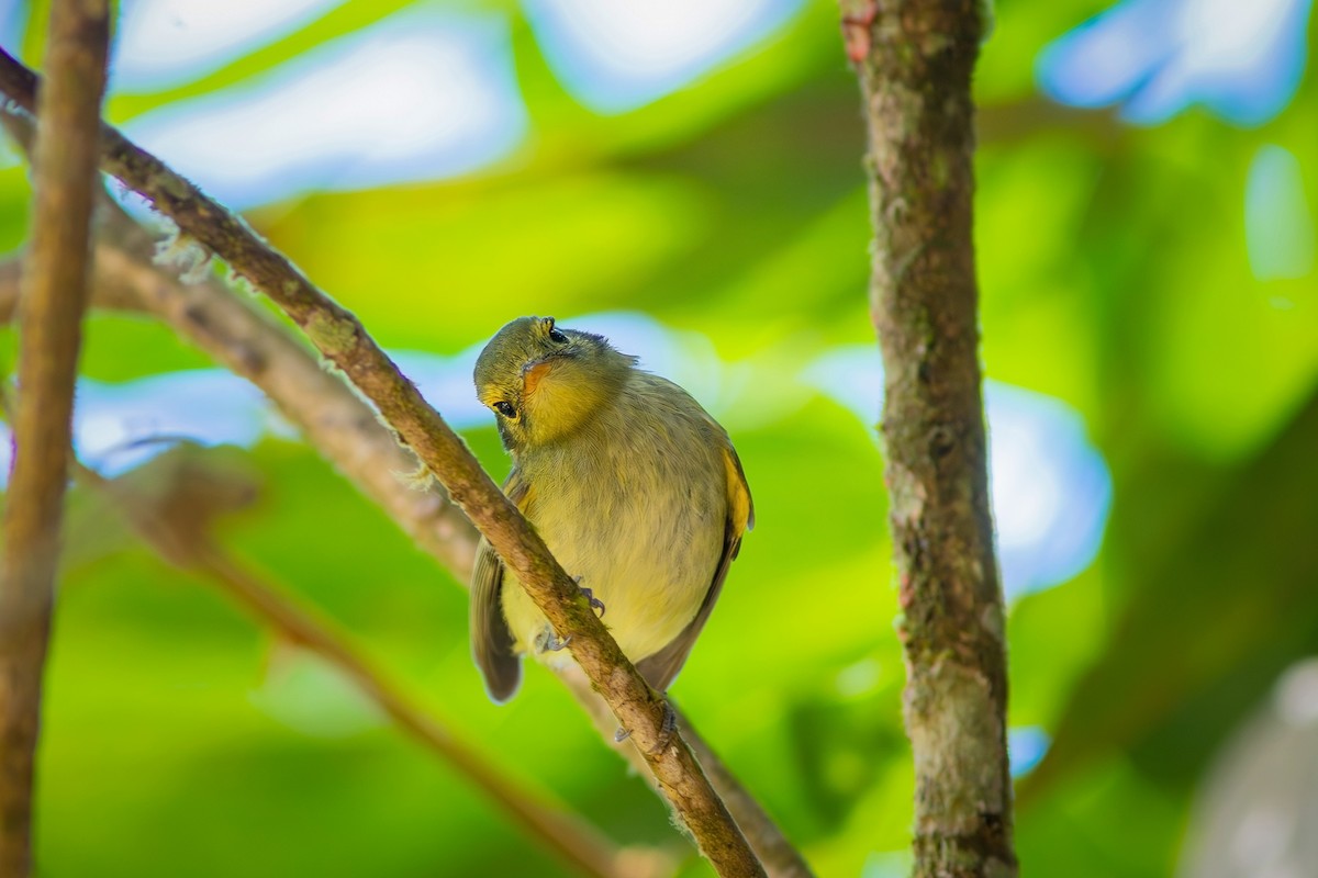 Oustalet's Tyrannulet - ML622230824