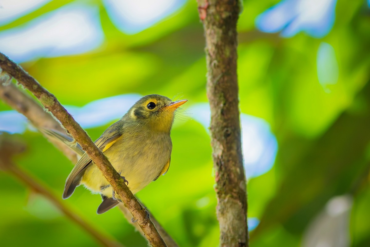 Oustalet's Tyrannulet - ML622230825