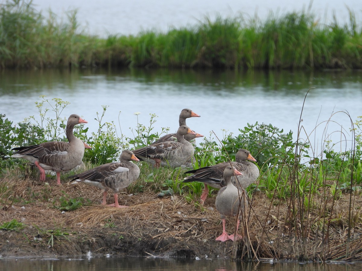 Graylag Goose - ML622230885