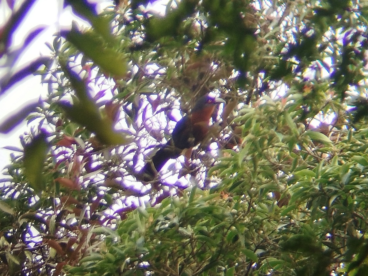 Chestnut-breasted Malkoha - Lars Mannzen