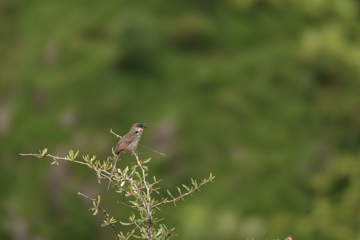 Himalayan Prinia - ML622230994