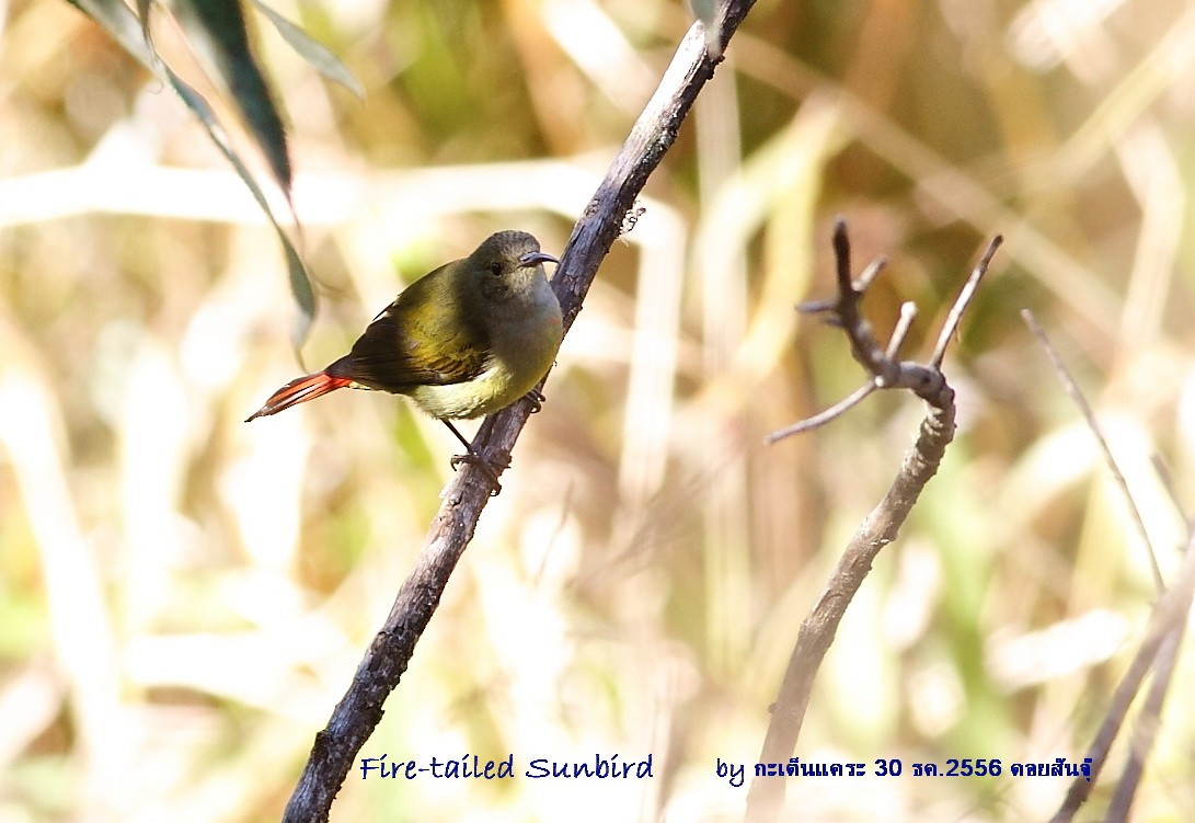 Fire-tailed Sunbird - Argrit Boonsanguan