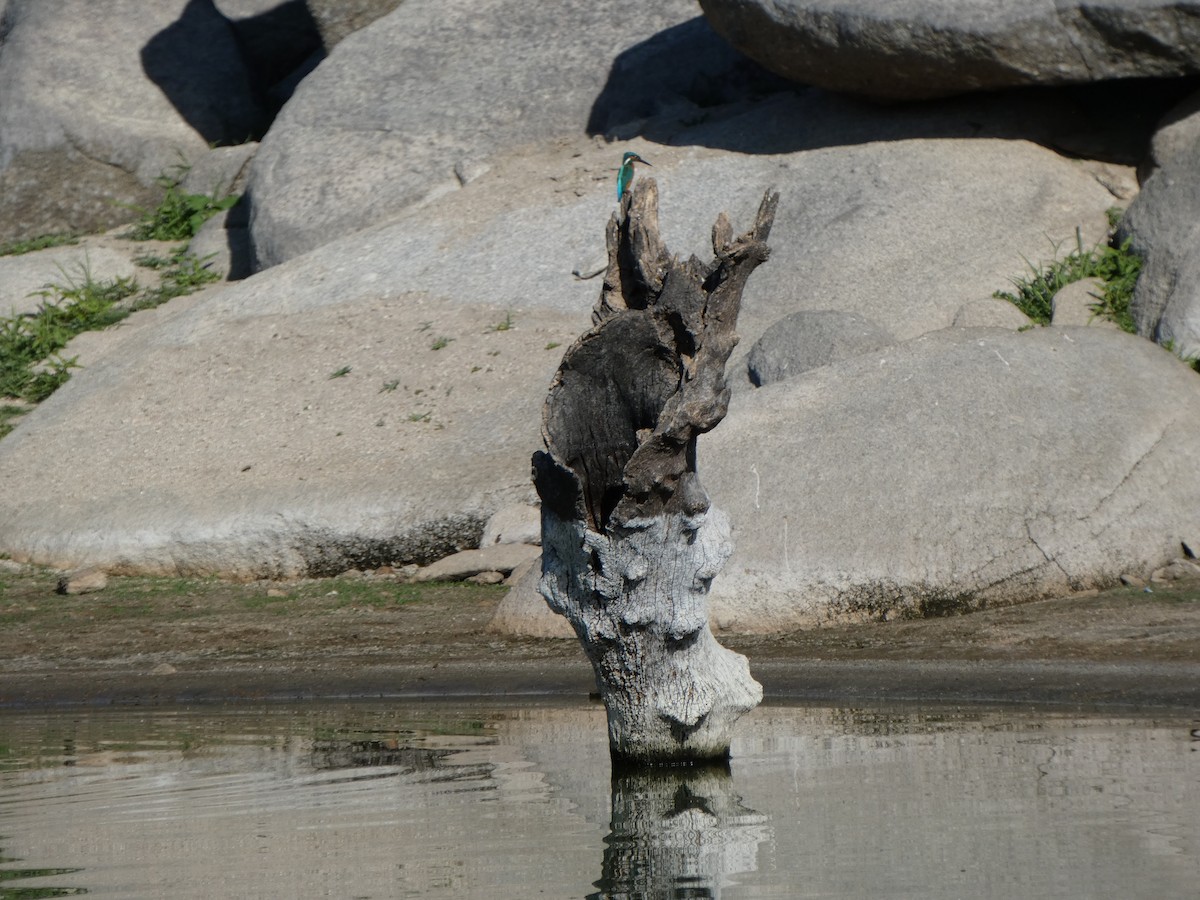 Common Kingfisher - ML622231082