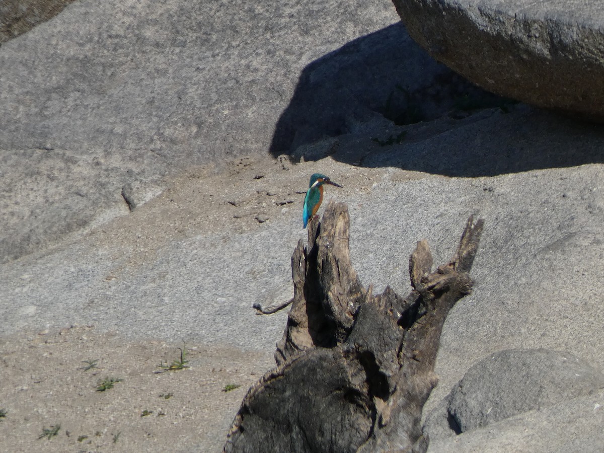 Common Kingfisher - ML622231083