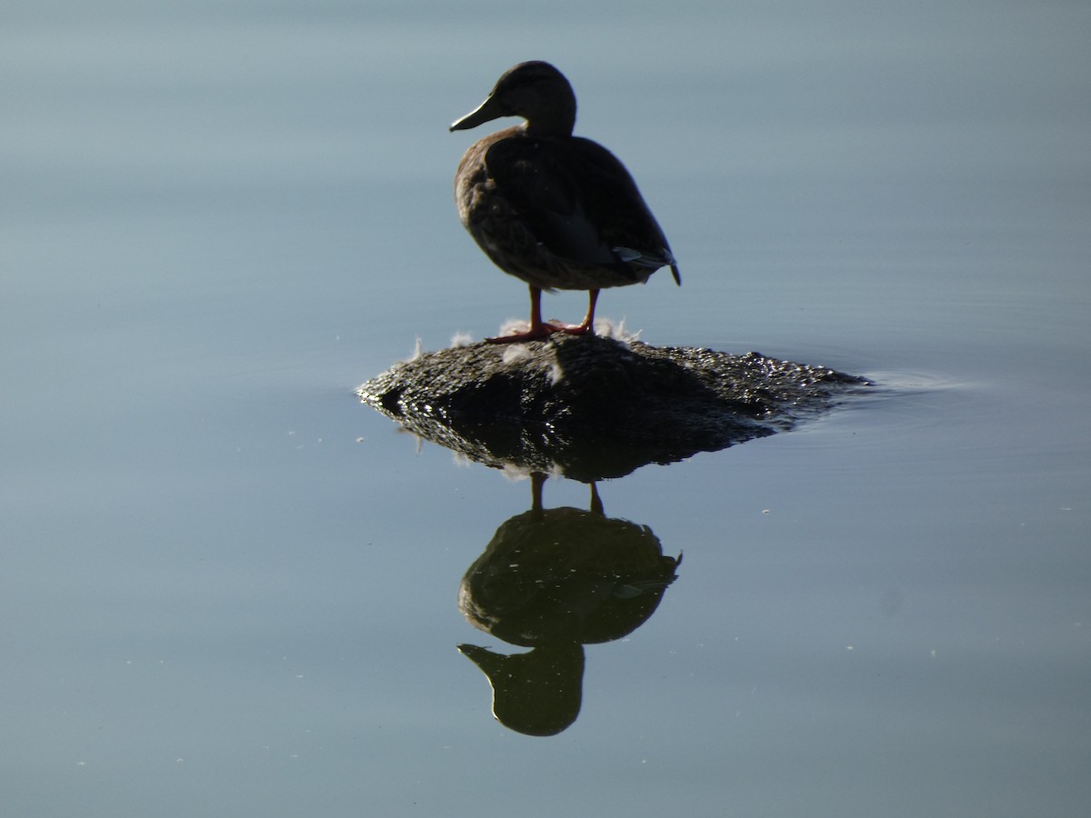 Mallard - ML622231091