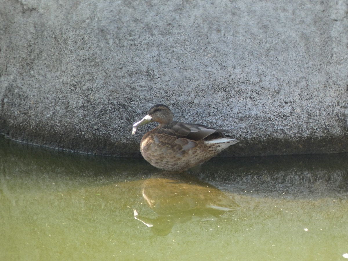 Mallard - ML622231092