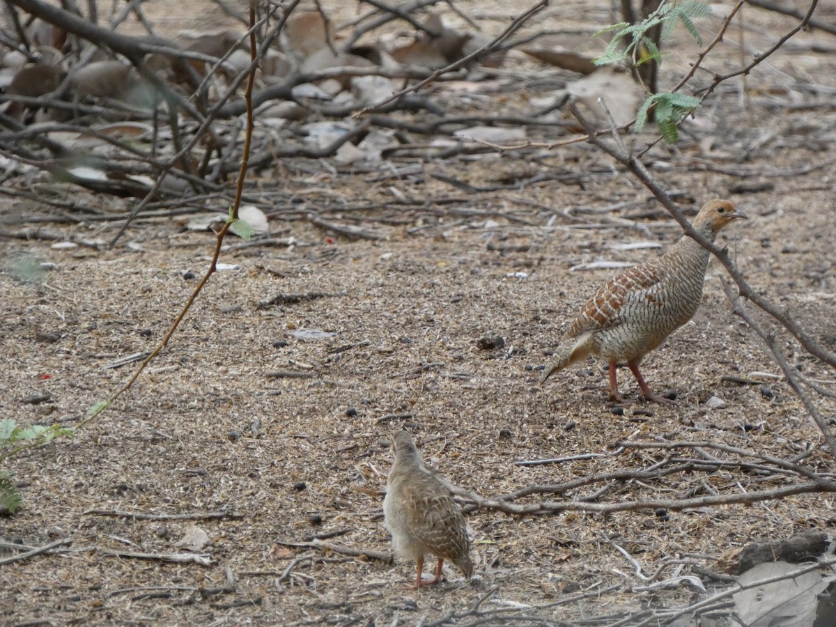 Gray Francolin - ML622231198
