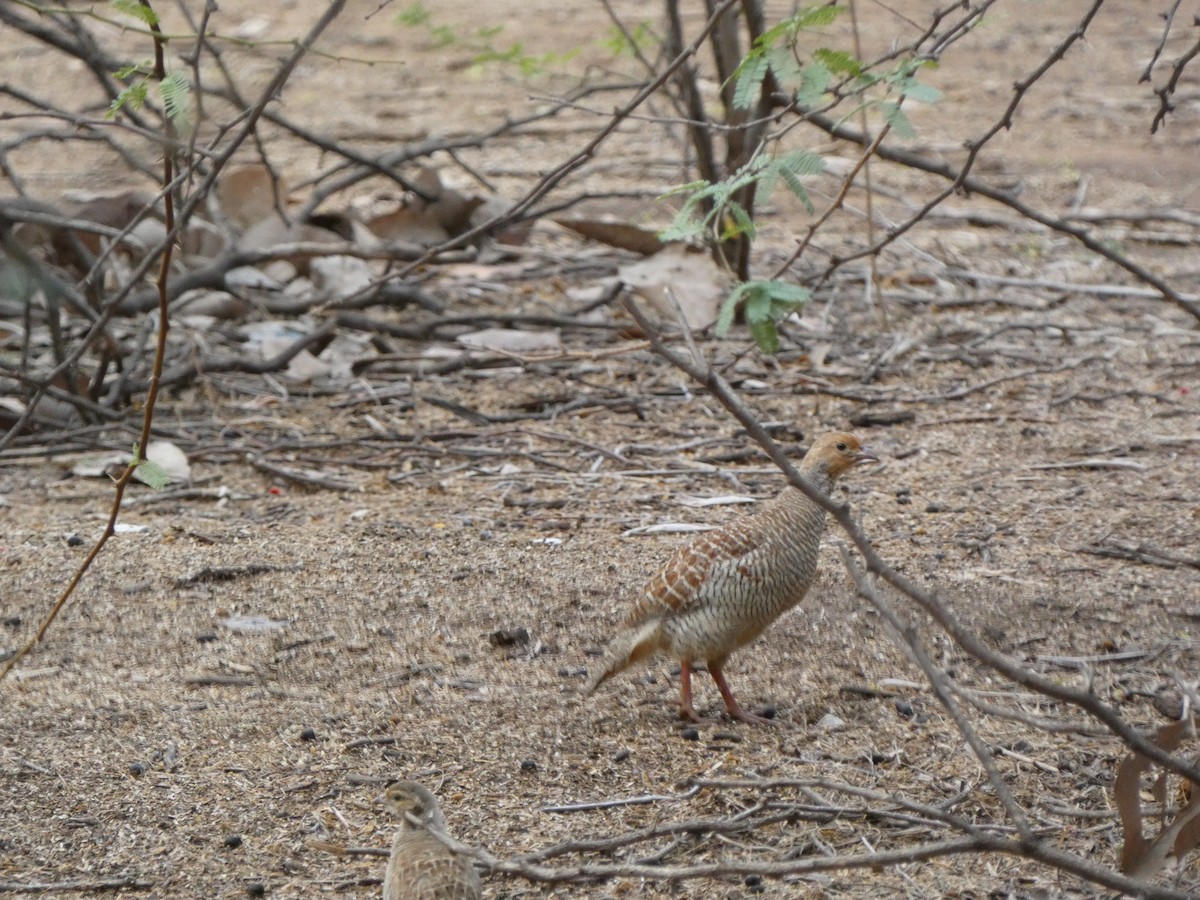 Gray Francolin - ML622231199