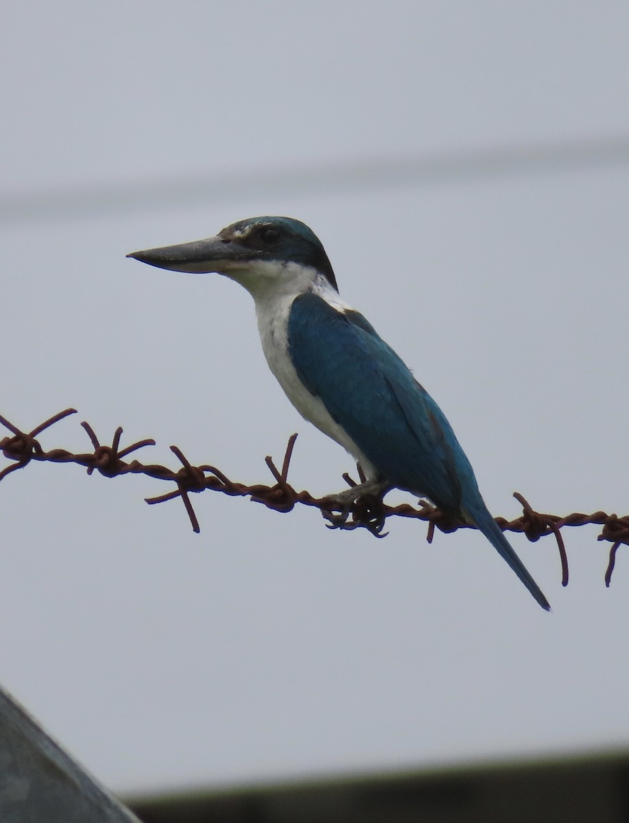 Collared Kingfisher (Collared) - ML622231204