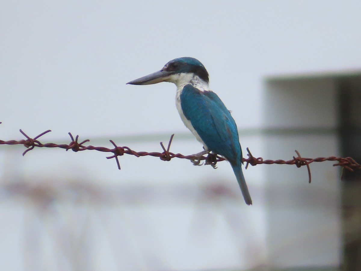 Collared Kingfisher (Collared) - ML622231205