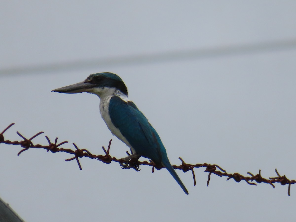 Collared Kingfisher (Collared) - ML622231206