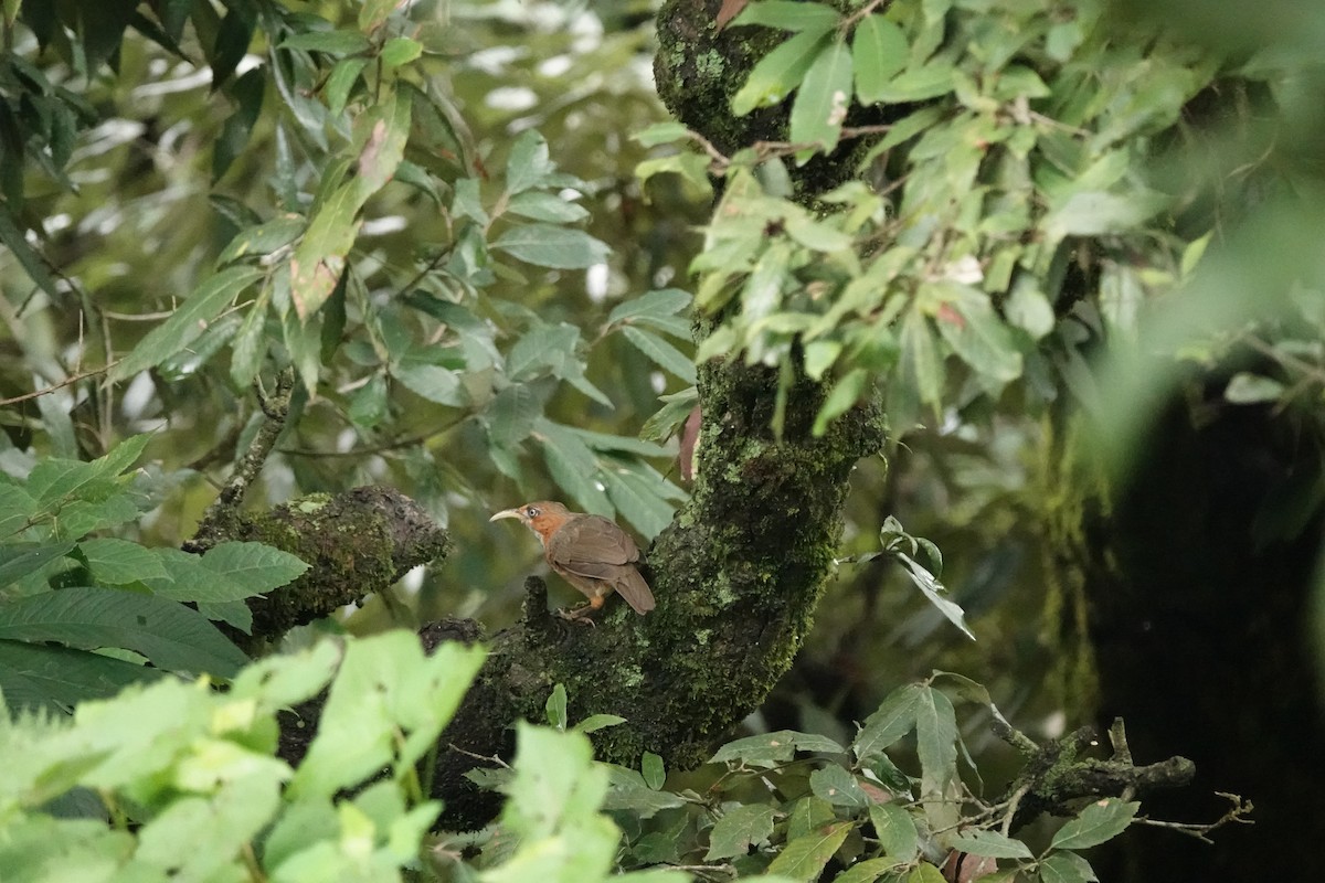 Rusty-cheeked Scimitar-Babbler - ML622231216