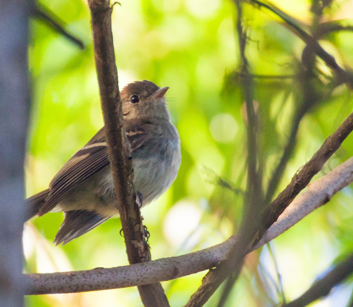 Euler's Flycatcher - ML622231233