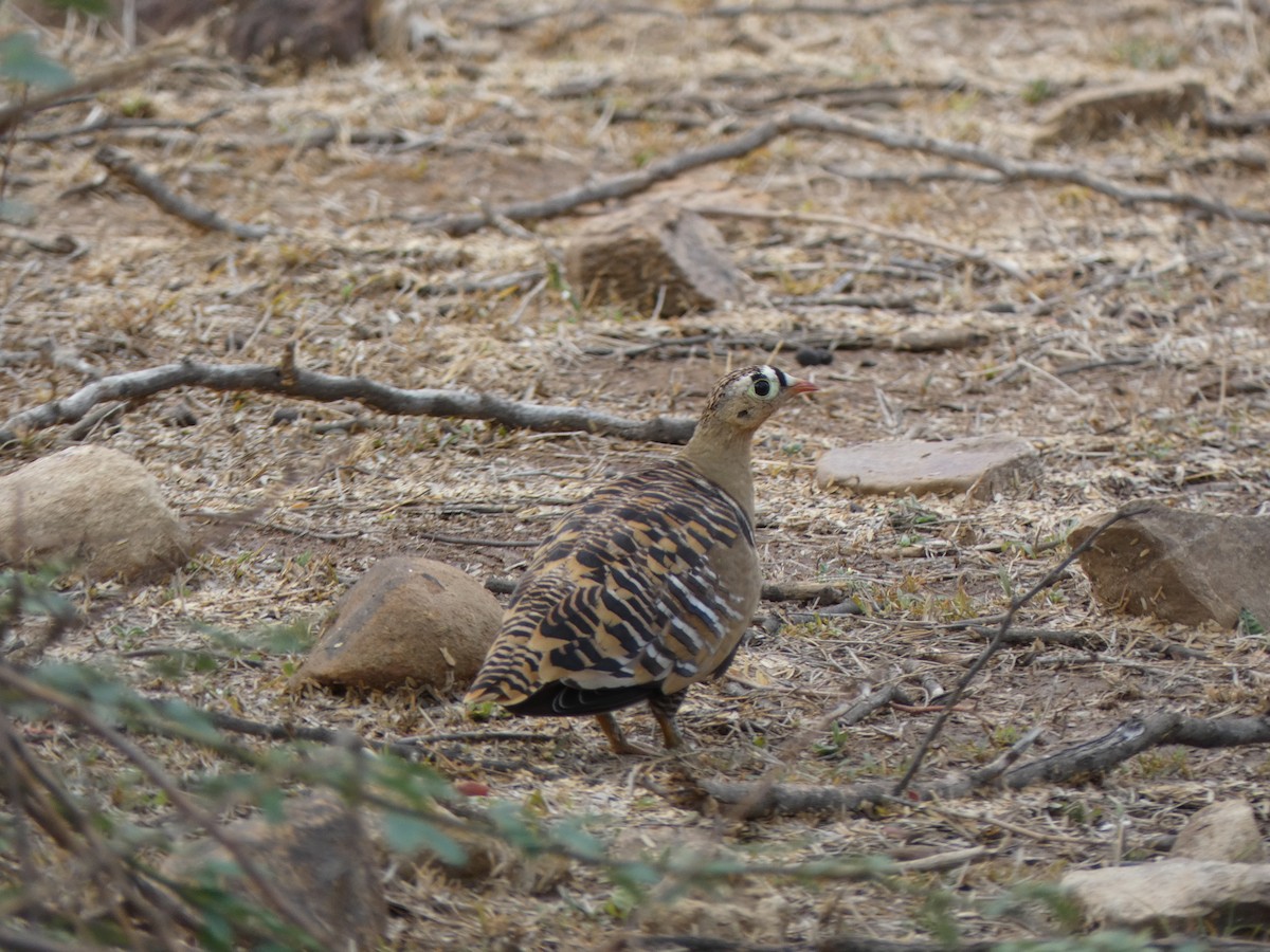 Painted Sandgrouse - ML622231236