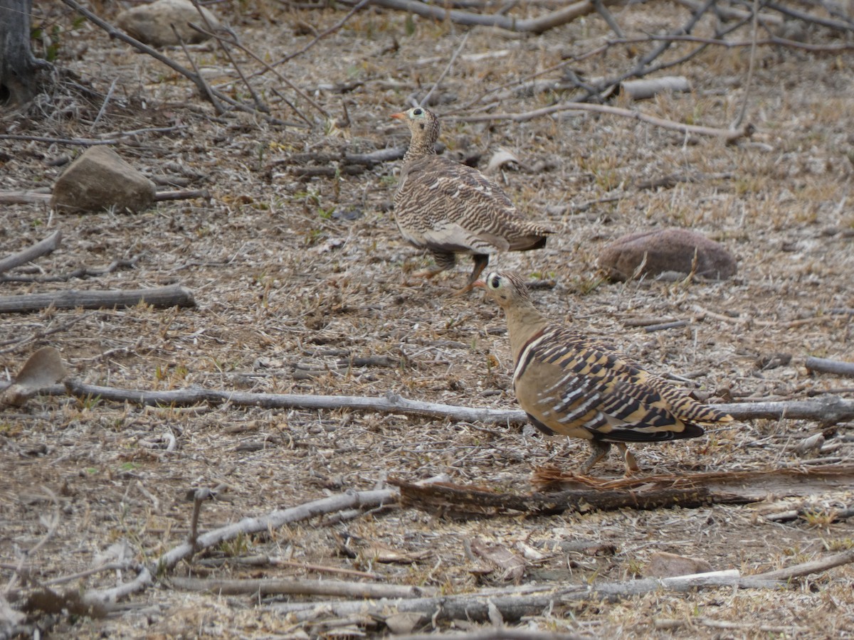 Painted Sandgrouse - ML622231238
