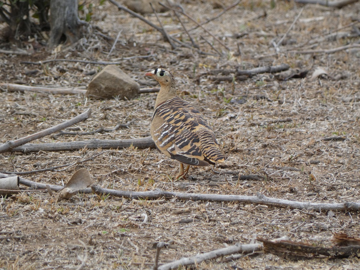 Painted Sandgrouse - ML622231239