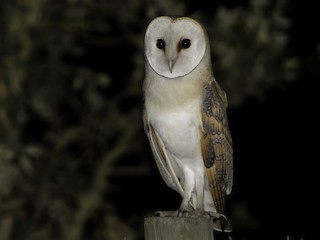  - Western Barn Owl