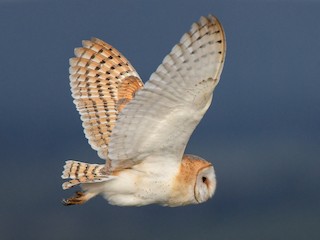  - Western Barn Owl