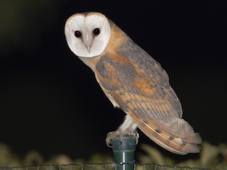  - Western Barn Owl