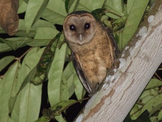 (Sao Tome) - Western Barn Owl (Sao Tome)