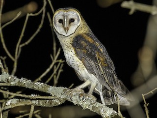  - Western Barn Owl