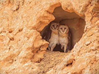  - Western Barn Owl