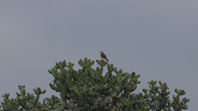 Long-billed Pipit - ML622231387