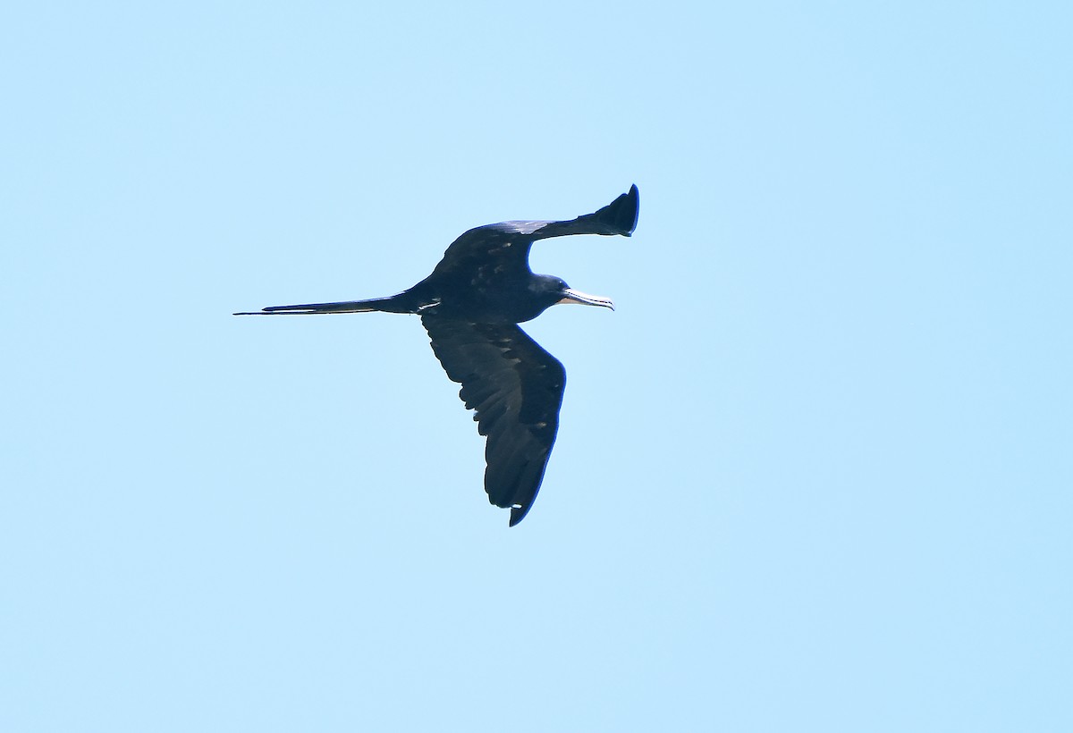 Magnificent Frigatebird - Erik Johnson