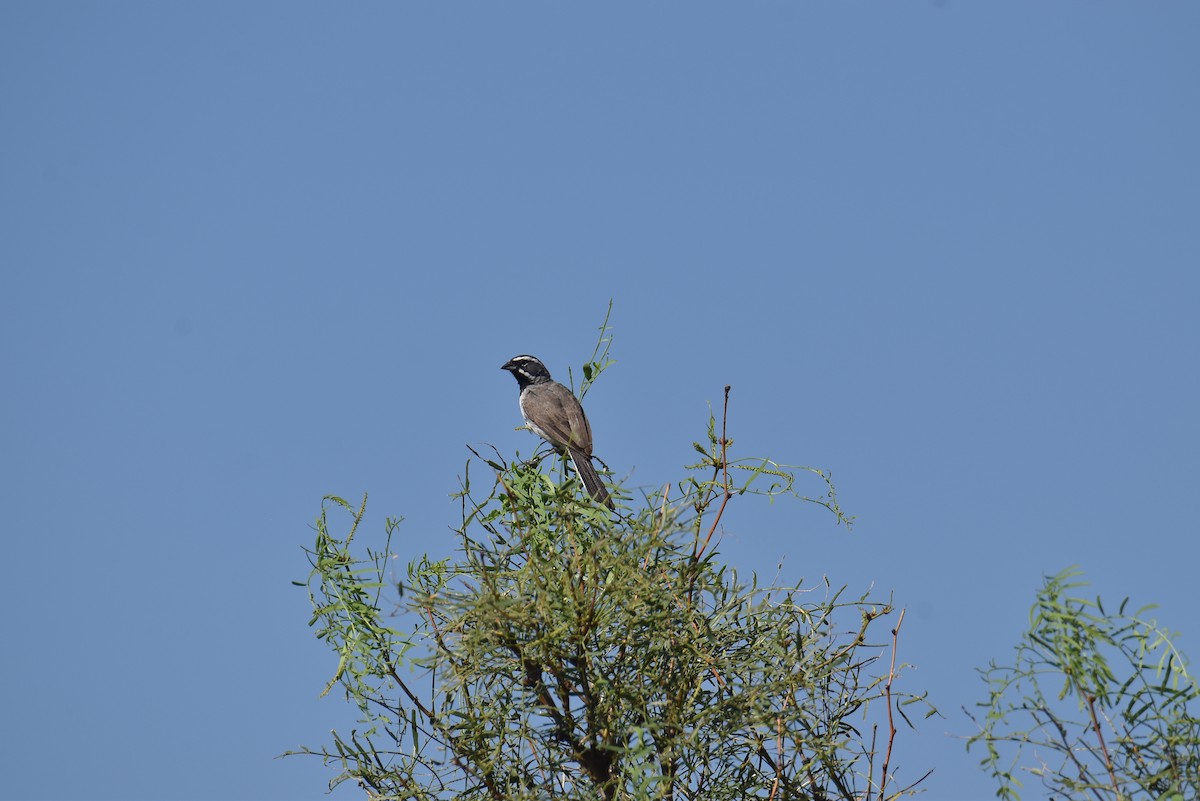 Black-throated Sparrow - ML622231439