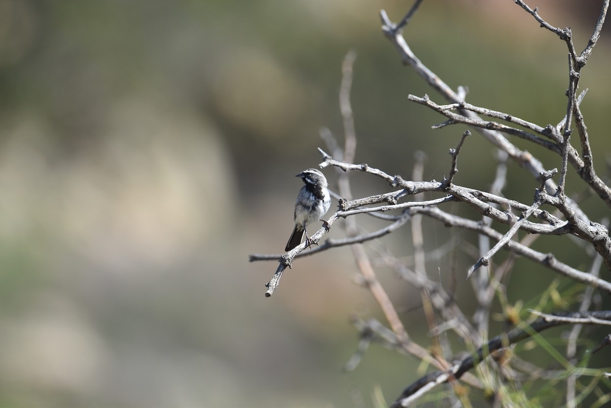 Black-throated Sparrow - ML622231444