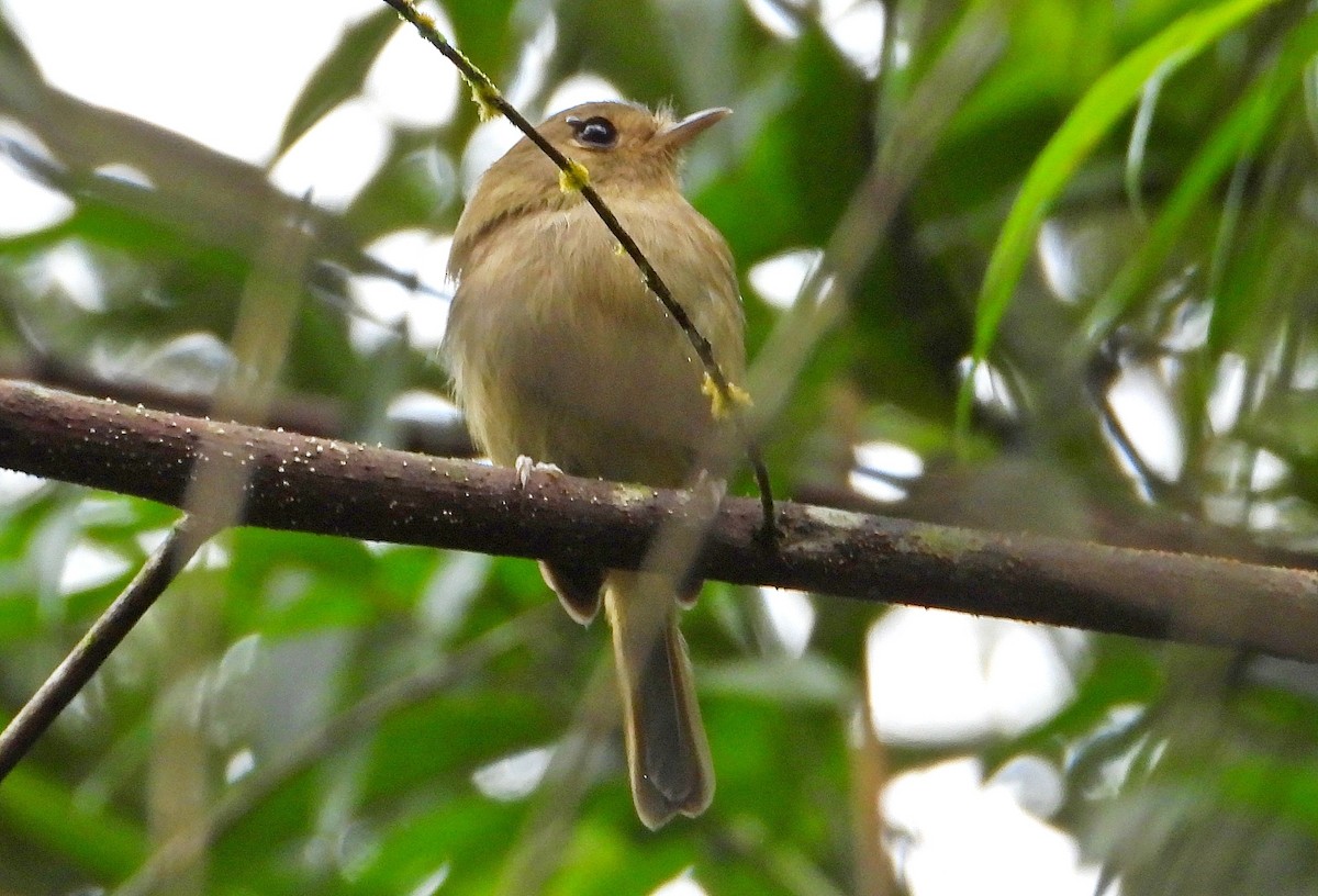 Brown-breasted Pygmy-Tyrant - ML622231513