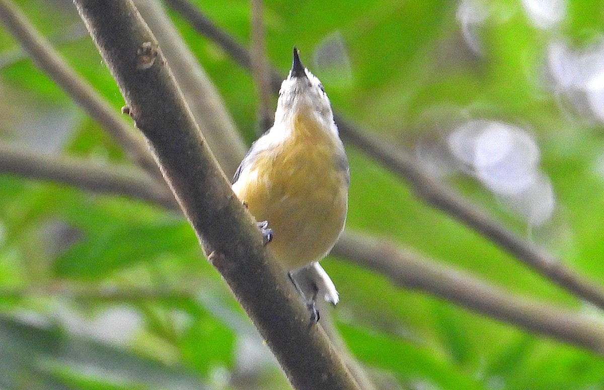 Creamy-bellied Gnatcatcher - ML622231528